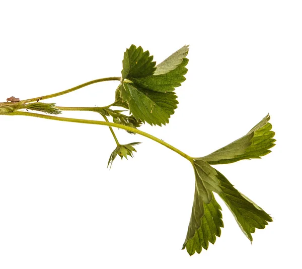 Grüne Erdbeerblätter. isoliert auf weißem Hintergrund — Stockfoto