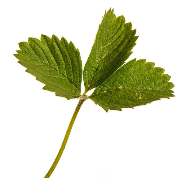 Hojas de fresa verde. Aislado sobre fondo blanco — Foto de Stock