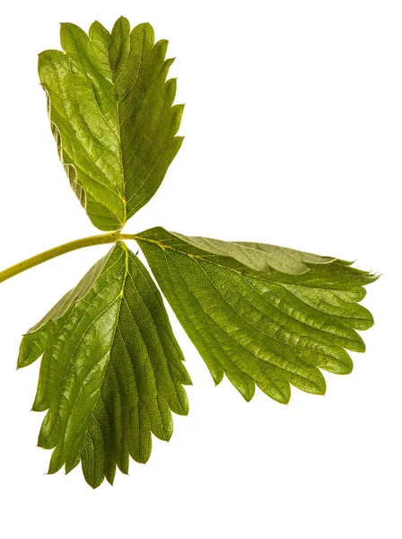 Hojas de fresa verde. Aislado sobre fondo blanco — Foto de Stock