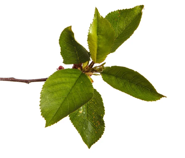 Branch of a cherry tree with green leaves. Isolated on white bac — Stock Photo, Image