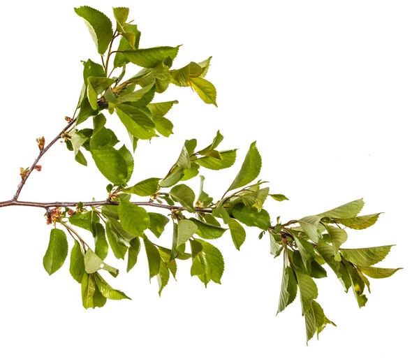 Гілка вишневого дерева з зеленим листям. Ізольовані на білому спині — стокове фото