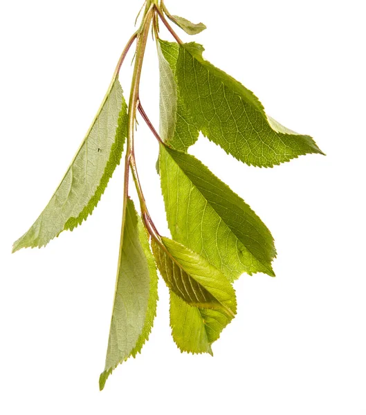 Branch of a cherry tree with green leaves. Isolated on white bac — Stock Photo, Image