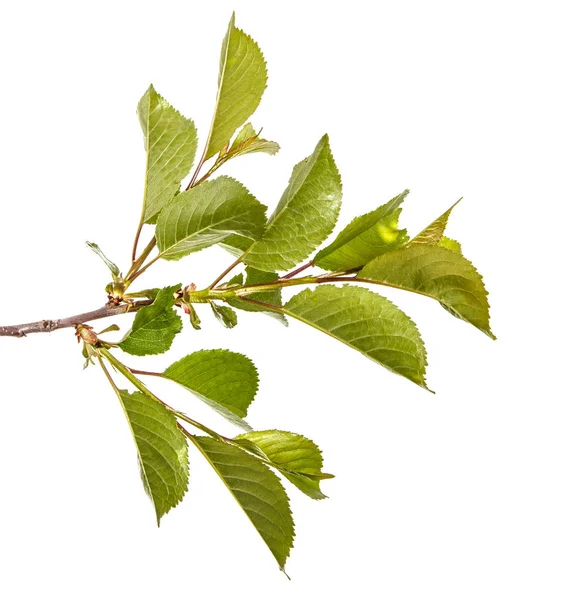 La rama del cerezo con las hojas verdes. Aislado en bac blanco — Foto de Stock