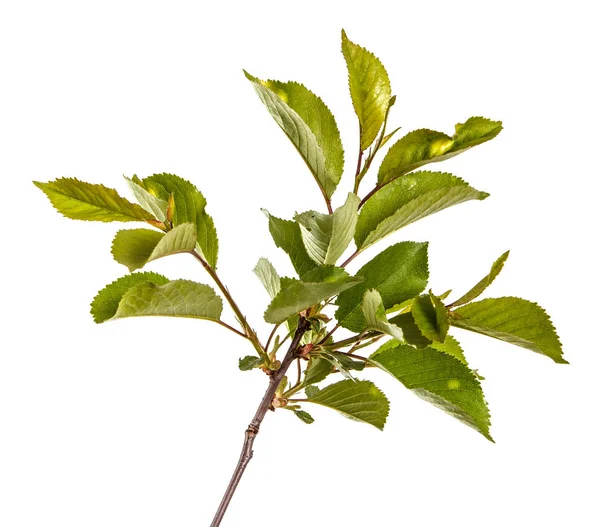 branch of a cherry tree with green leaves. Isolated on white bac