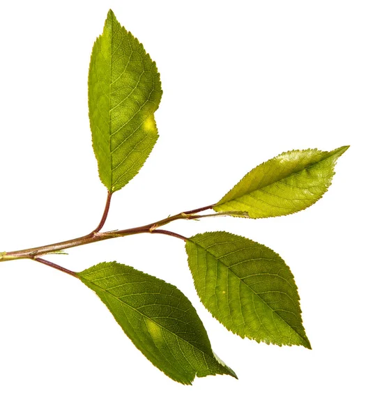 Zweig eines Kirschbaums mit grünen Blättern. isoliert auf weißem Bac — Stockfoto