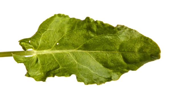 Green leaf sorrel. Isolated on white background — Stock Photo, Image