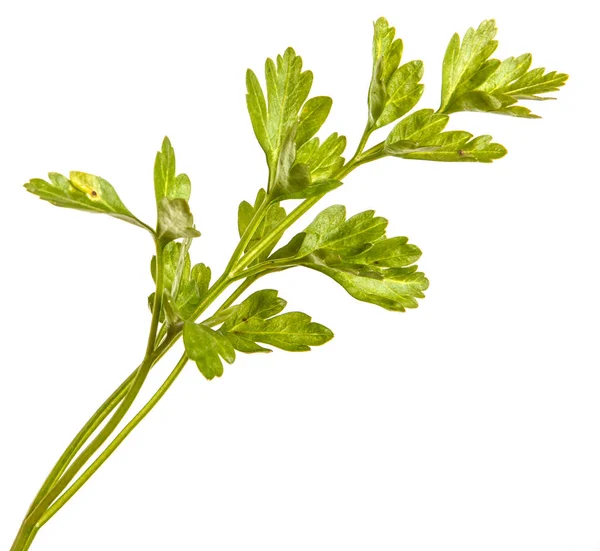 Folhas verdes de salsa. Isolado sobre fundo branco — Fotografia de Stock