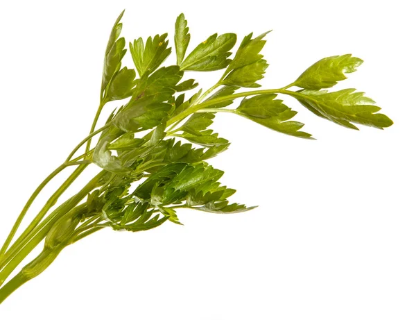 パセリの緑を葉します。白い背景に分離 — ストック写真