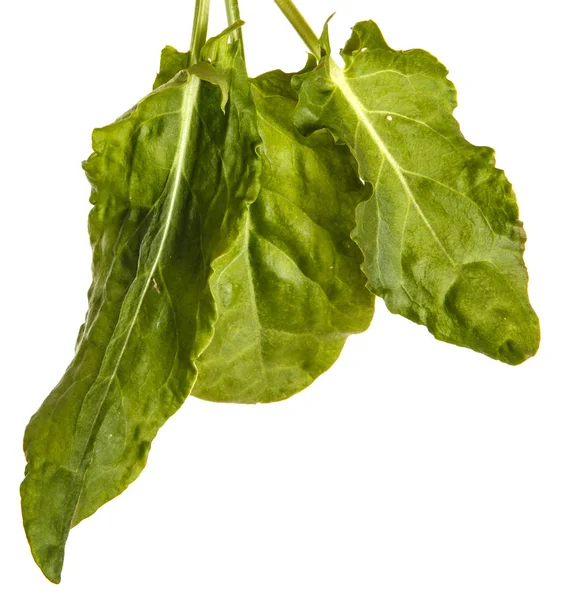 Green leaf sorrel. Isolated on white background — Stock Photo, Image
