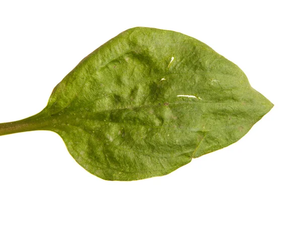질경이의 녹색 잎 흰색 배경 위에 — 스톡 사진