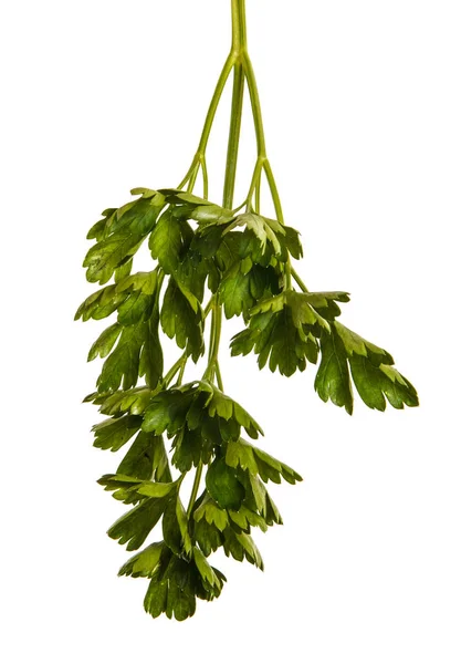 Groene blaadjes van de peterselie. Geïsoleerd op witte achtergrond — Stockfoto