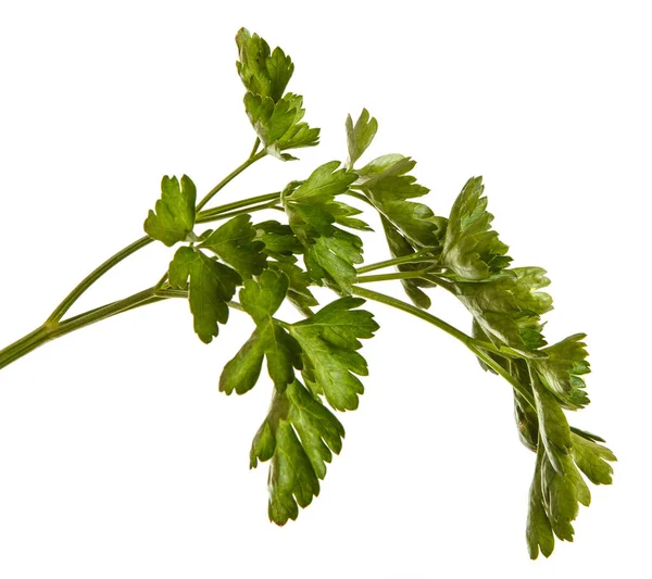 Green leaves of parsley. Isolated on white background — Stock Photo, Image