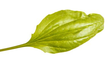 Bir muz yeşil bir yaprak. Beyaz arka plan üzerinde izole