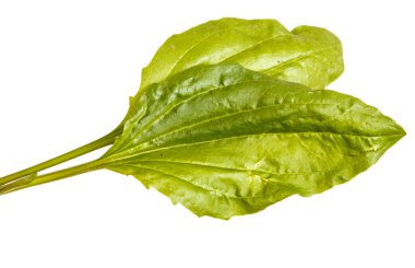 Bir muz yeşil bir yaprak. Beyaz arka plan üzerinde izole