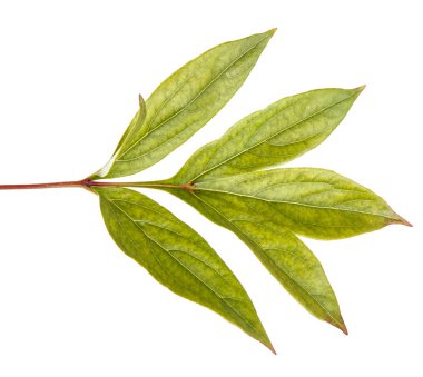 Bir Şakayık bitkinin yaprak yeşil. Beyaz arka plan üzerinde izole