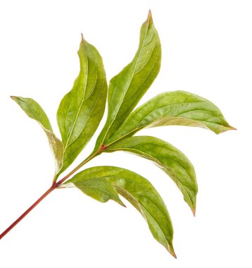 Bir Şakayık bitkinin yaprak yeşil. Beyaz arka plan üzerinde izole