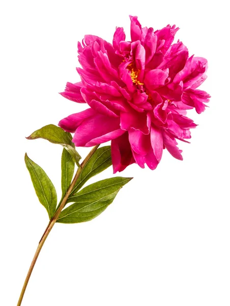 Flor de peonía roja. Aislado sobre fondo blanco — Foto de Stock