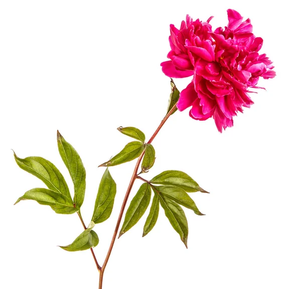 Flor de peonía roja. Aislado sobre fondo blanco — Foto de Stock