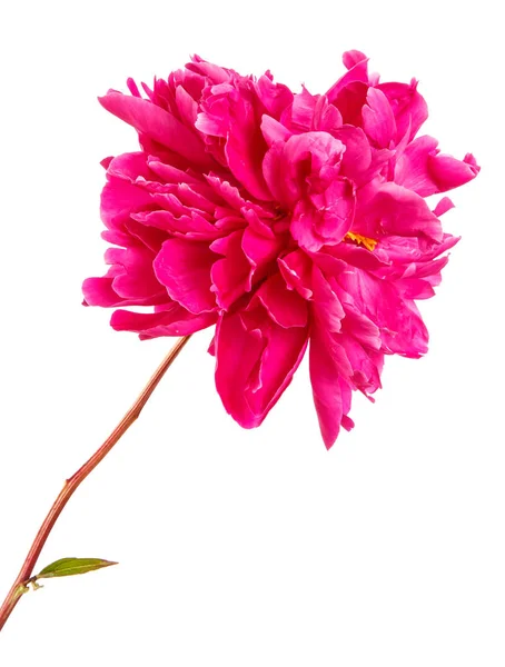Flor de peonía roja. Aislado sobre fondo blanco — Foto de Stock