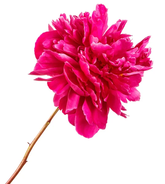 Flor de peonía roja. Aislado sobre fondo blanco — Foto de Stock