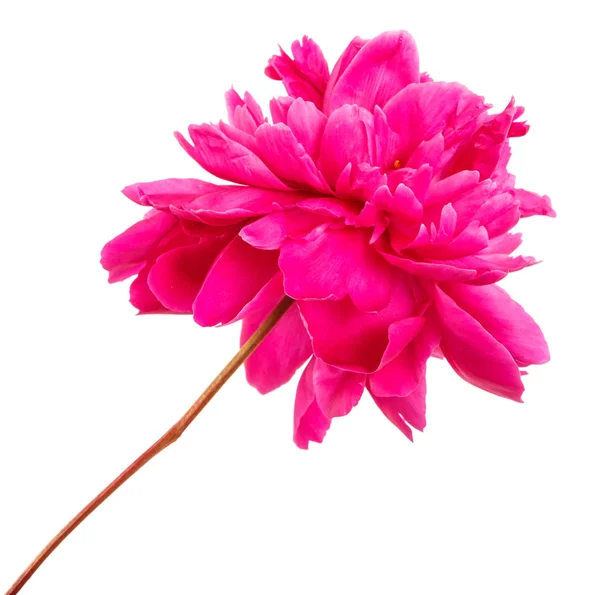 Flor de peonía roja. Aislado sobre fondo blanco — Foto de Stock