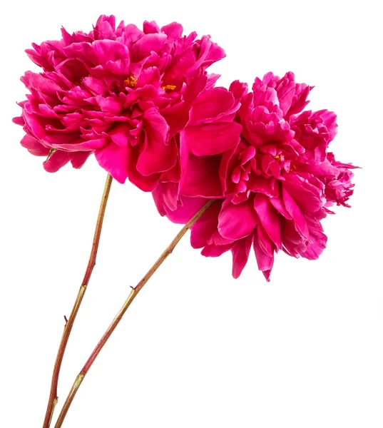 Ramo de flores de peonía roja. Aislado sobre fondo blanco — Foto de Stock