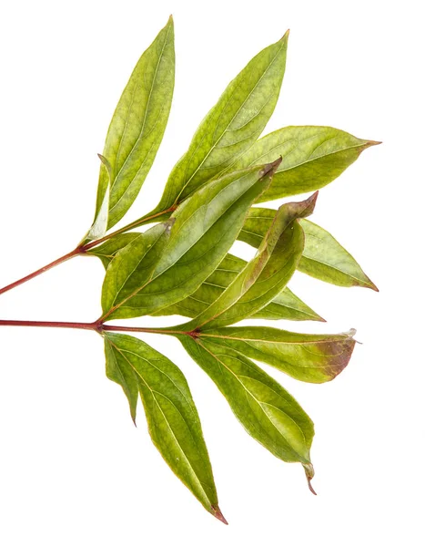 Hoja verde de una planta de peonía. Aislado sobre fondo blanco — Foto de Stock