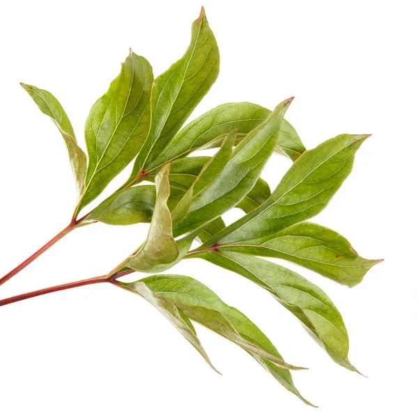 Grönt blad av en pion växt. Isolerad på vit bakgrund — Stockfoto