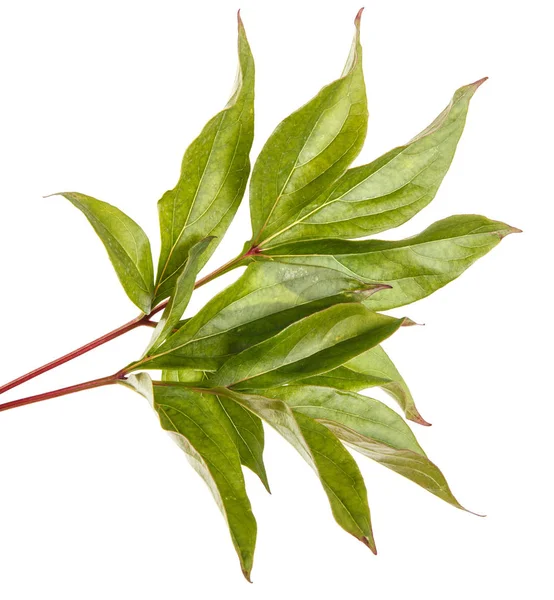 Bir Şakayık bitkinin yaprak yeşil. Beyaz arka plan üzerinde izole — Stok fotoğraf