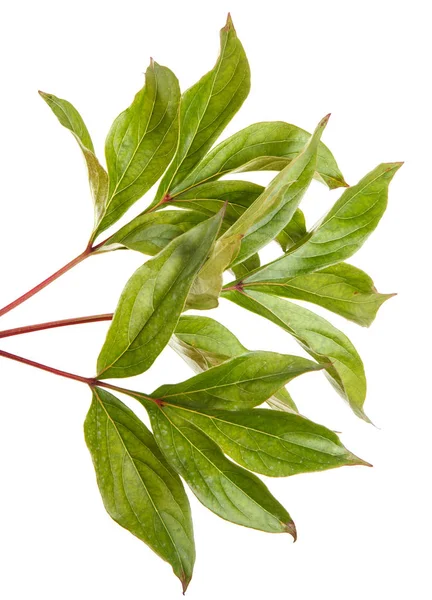 Bir Şakayık bitkinin yaprak yeşil. Beyaz arka plan üzerinde izole — Stok fotoğraf