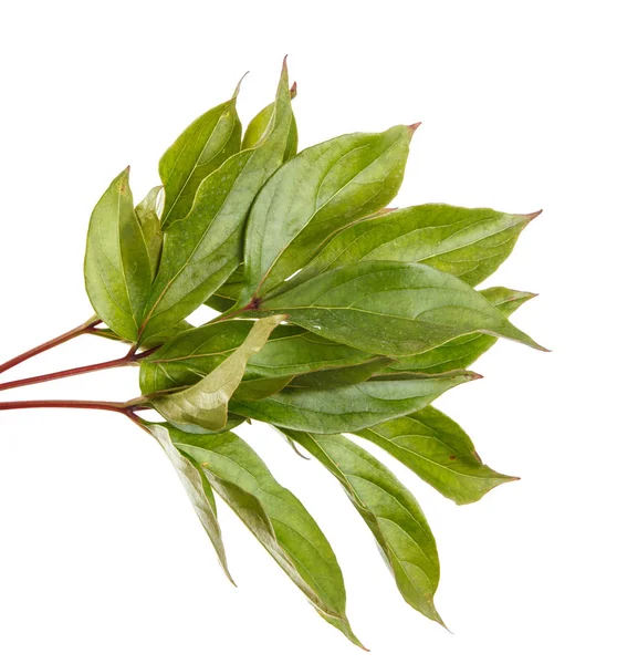 Hoja verde de una planta de peonía. Aislado sobre fondo blanco —  Fotos de Stock