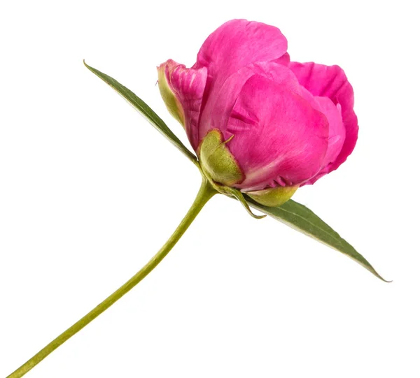 Flor de peónia vermelha. Isolado sobre fundo branco — Fotografia de Stock
