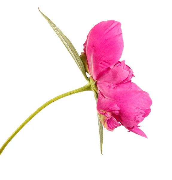 Flor de peonía roja. Aislado sobre fondo blanco — Foto de Stock