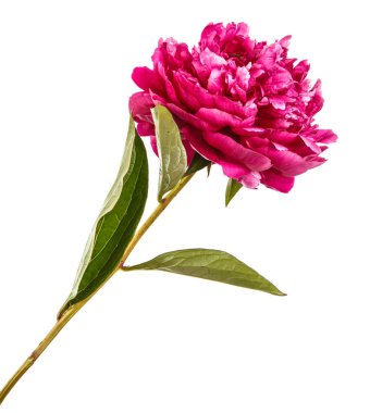 Kırmızı Şakayık çiçeği. Beyaz arka plan üzerinde izole