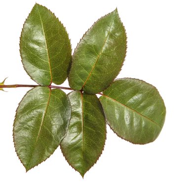 Yeşil yaprak bir gül Bush. Beyaz arka plan üzerinde izole