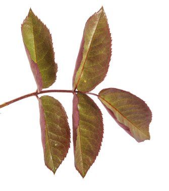 Yeşil yaprak bir gül Bush. Beyaz arka plan üzerinde izole