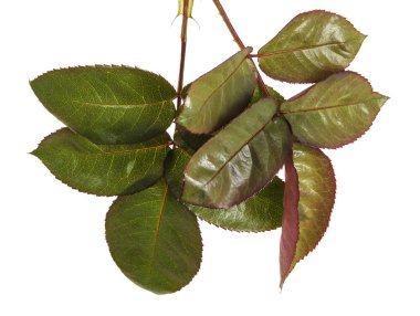 Yeşil yaprak bir gül Bush. Beyaz arka plan üzerinde izole