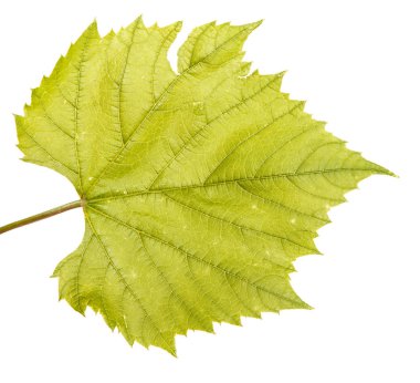 Genç üzüm yaprağı. Beyaz arka plan üzerinde izole