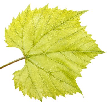 Genç üzüm yaprağı. Beyaz arka plan üzerinde izole