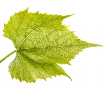 Genç üzüm yaprağı. Beyaz arka plan üzerinde izole