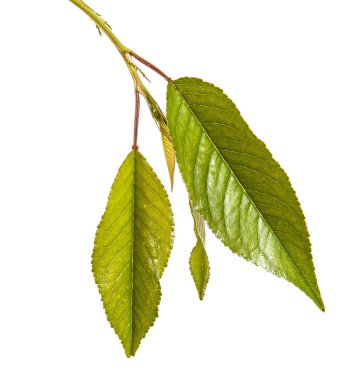 Yeşil yaprakları ile kiraz ağacı dalı. Beyaz b izole