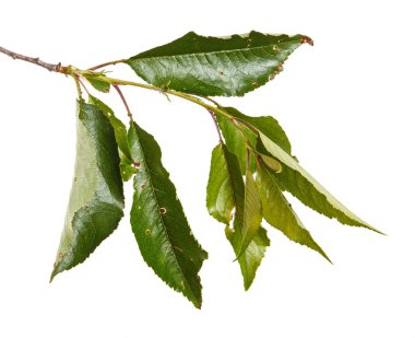 Yeşil yaprakları ile kiraz ağacı dalı. Beyaz b izole