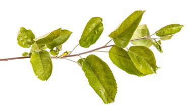 Yeşil yaprakları ile bir elma ağacı dalı. Beyaz bac izole