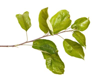 Yeşil yaprakları ile bir elma ağacı dalı. Beyaz bac izole