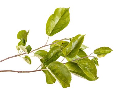 Yeşil yaprakları ile bir elma ağacı dalı. Beyaz bac izole