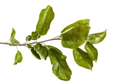 Yeşil yaprakları ile bir elma ağacı dalı. Beyaz bac izole
