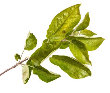 Yeşil yaprakları ile bir elma ağacı dalı. Beyaz bac izole
