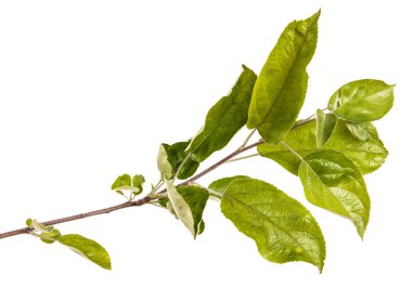 Yeşil yaprakları ile bir elma ağacı dalı. Beyaz bac izole