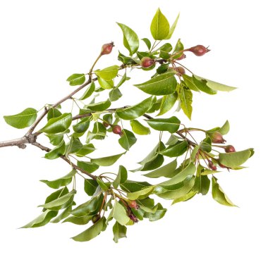 Olgunlaşmamış meyve ile grash ağacının dalını. Beyaz arkasında izole