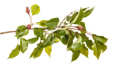 Olgunlaşmamış meyve ile grash ağacının dalını. Beyaz arkasında izole